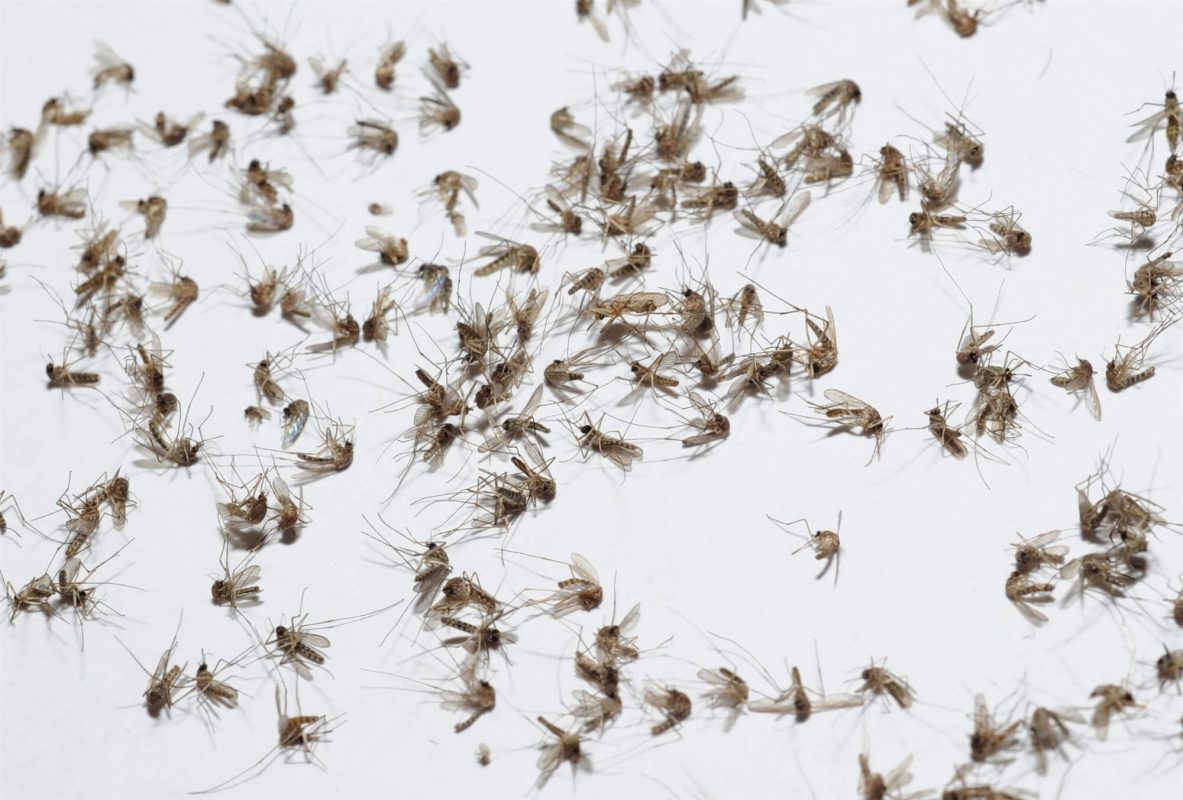 why-mosquito-control-is-important