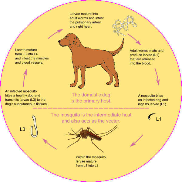 heartworms-in-dogs-and-cats-theres-no-such-thing-as-an-outdoor-only-mosquito