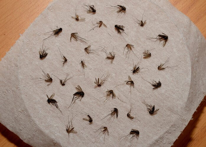 methods-for-trapping-mosquitoes