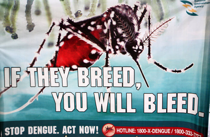 why-dont-mosquitoes-get-the-dengue-virus