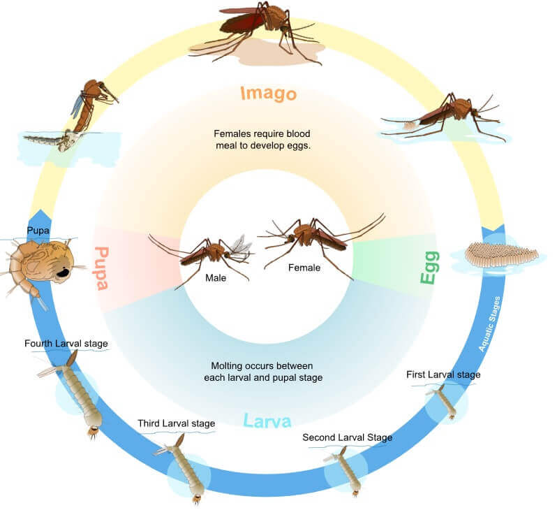 The Mosquito Life Cycle Mozquit